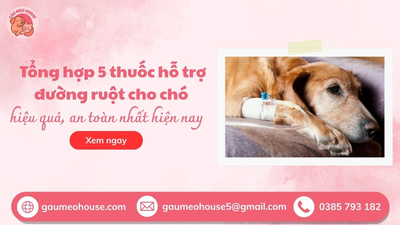 bìa thuốc hỗ trợ đường ruột cho chó