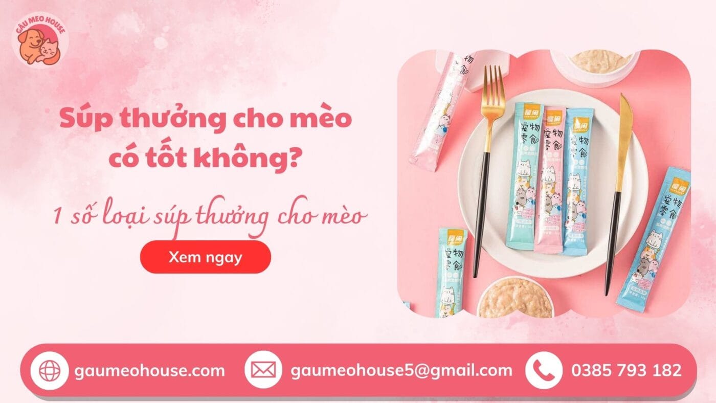 Súp thưởng cho mèo