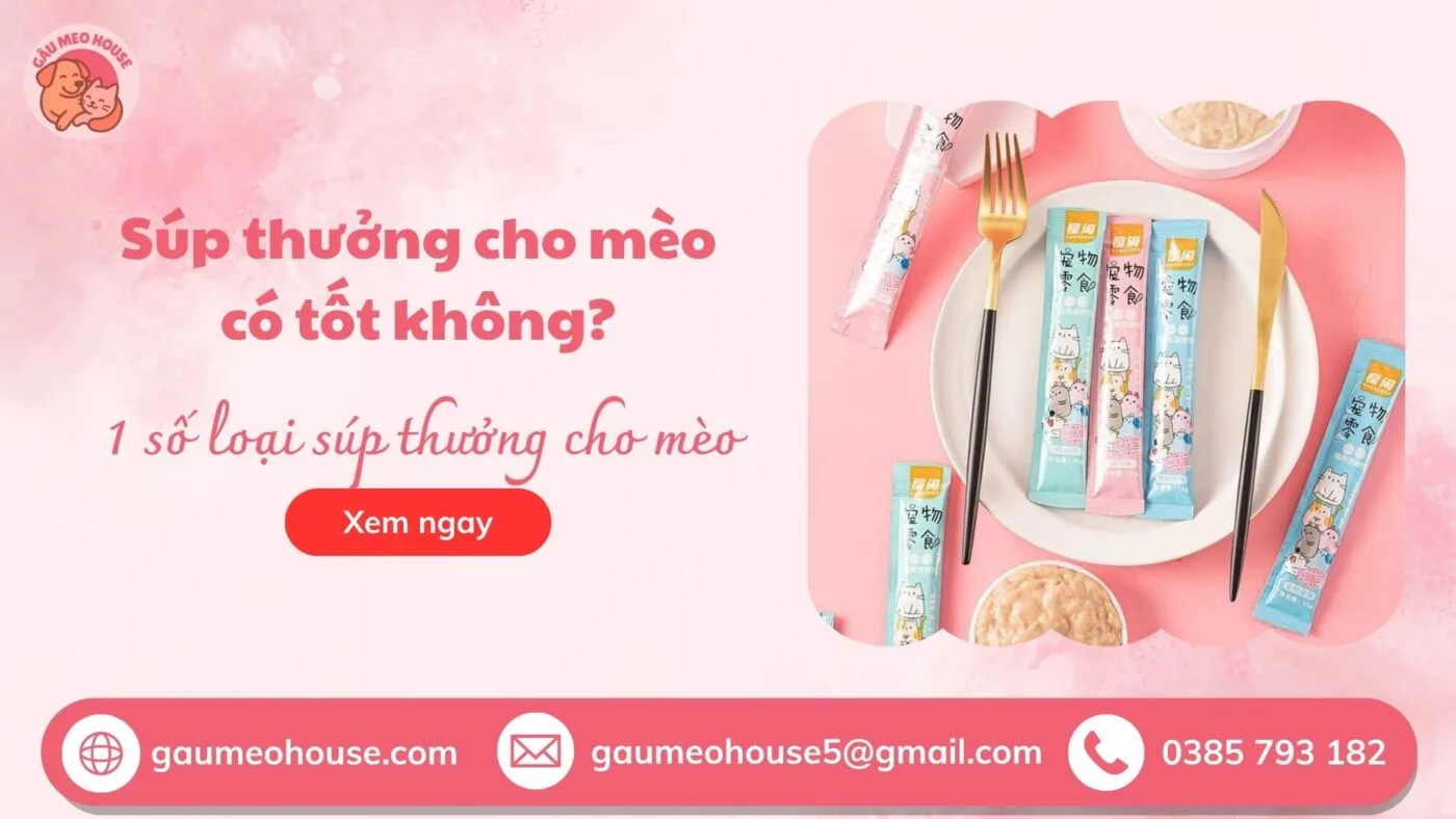 Súp thưởng cho mèo