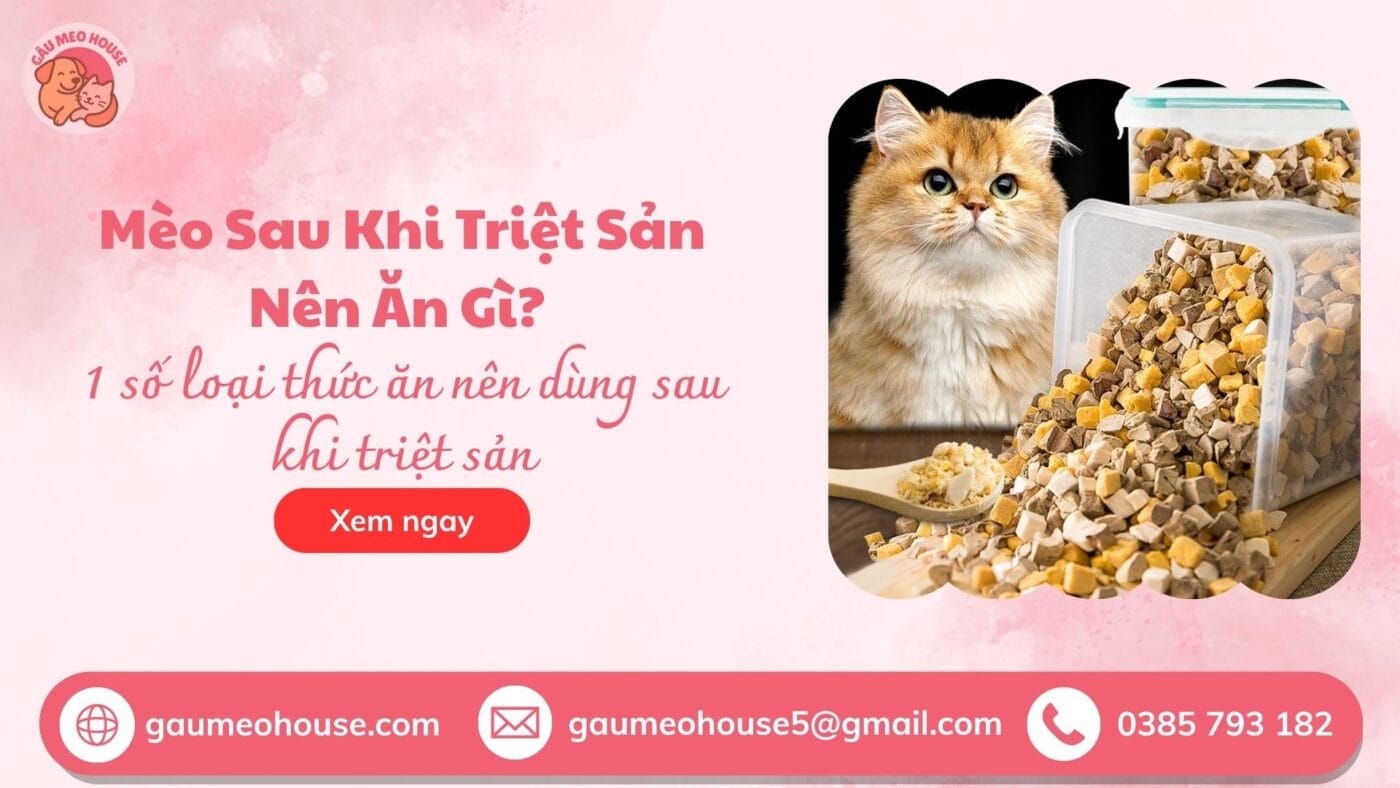 meo-sau-khi-triet-san-an-gi-2