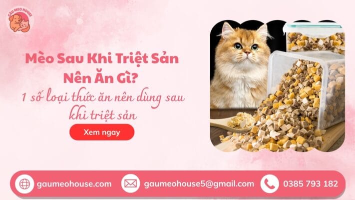 meo-sau-khi-triet-san-an-gi-2