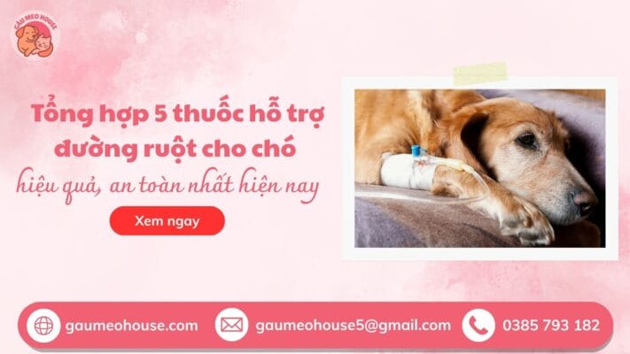 bìa thuốc hỗ trợ đường ruột cho chó