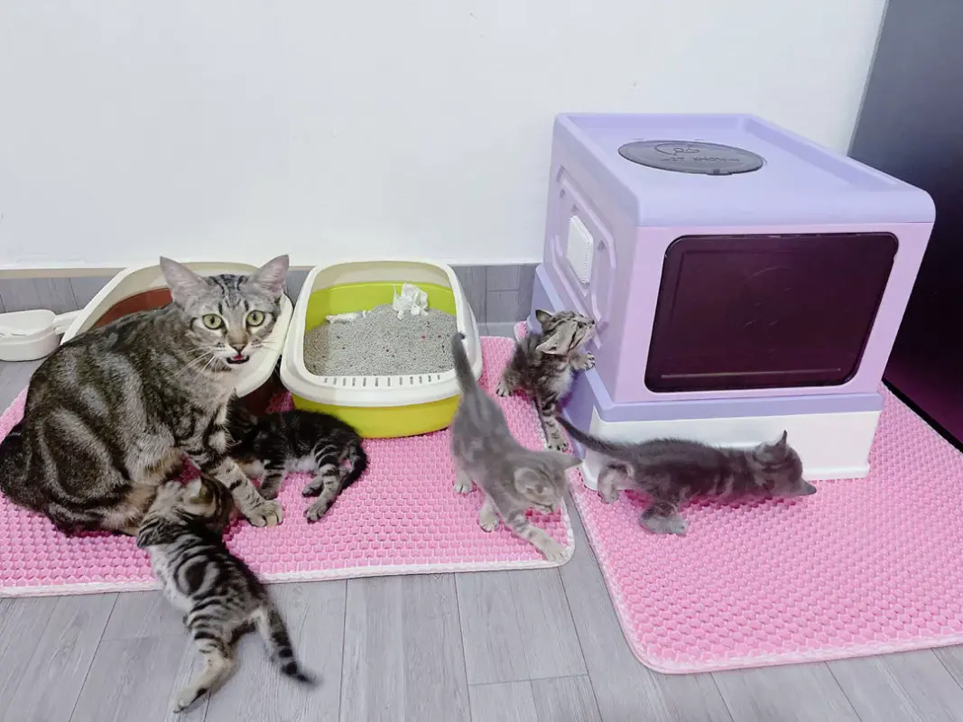 catf