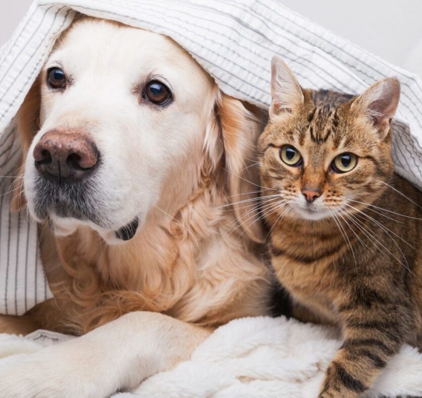 dog-cat-under-sheet-1400x788