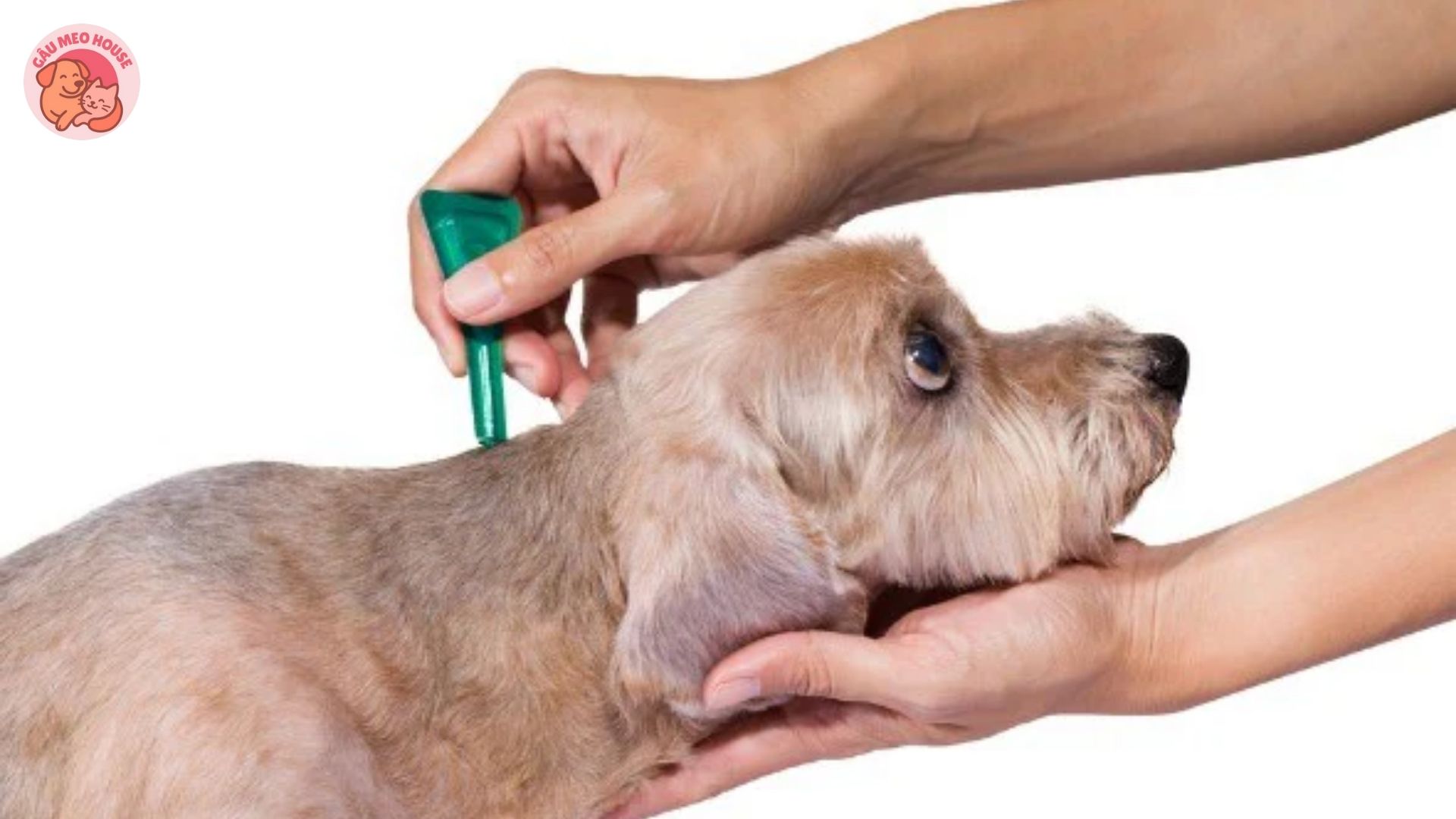 Thuốc trị ve chó có hại không