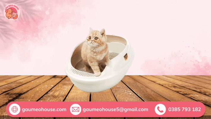 4 cách dạy mèo đi vệ sinh chậu cát