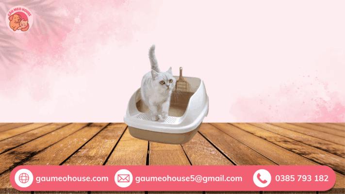 4 cách dạy mèo đi vệ sinh chậu cát