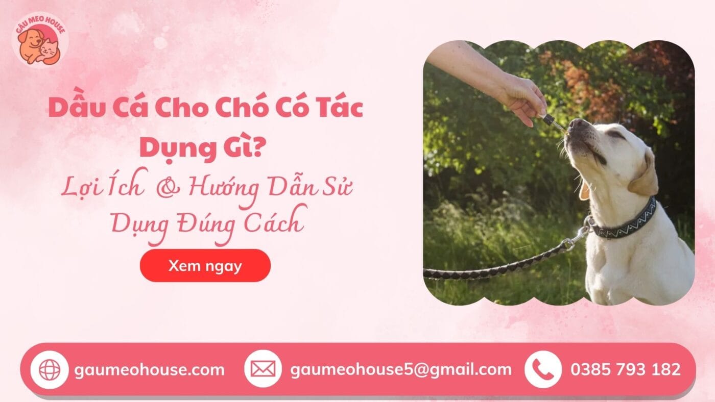bìa dầu cá cho chó có tác dụng gì